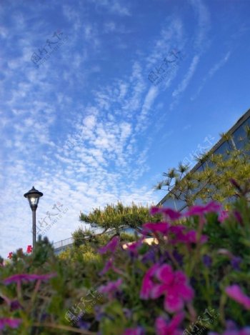 蓝天白云和小野花