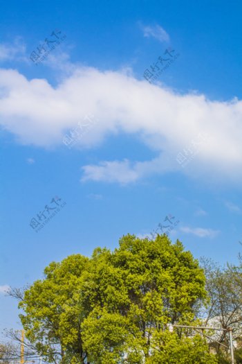 蓝天白云下的树木