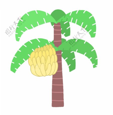 绿色热带芭蕉树