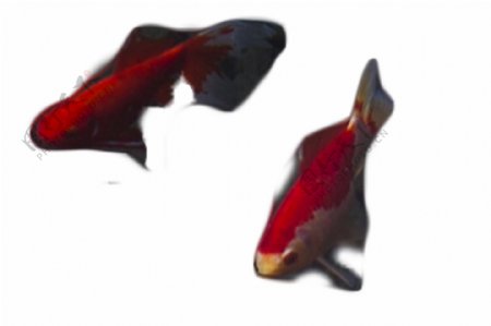 两只红色美丽观赏鱼