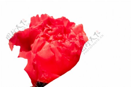 大红色绚丽缤纷的花