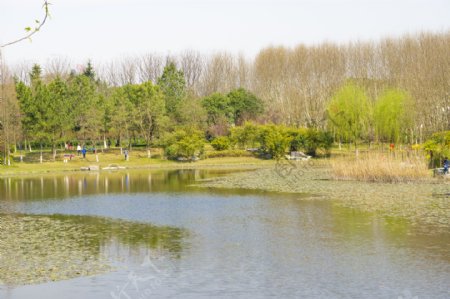 春天公园湖边风景摄影