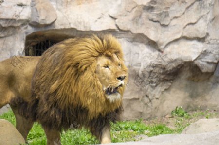 凶猛的野生动物狮子摄影