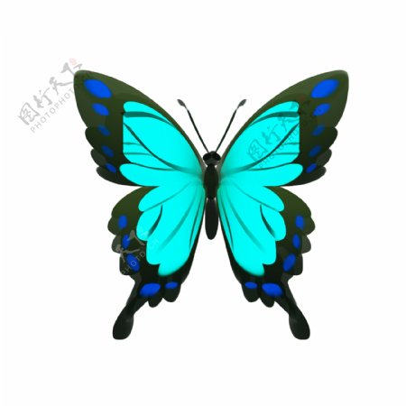 蓝色的蝴蝶装饰插画