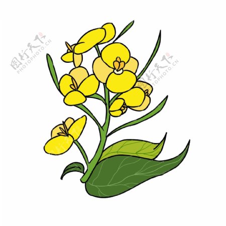 唯美鲜花黄色花朵