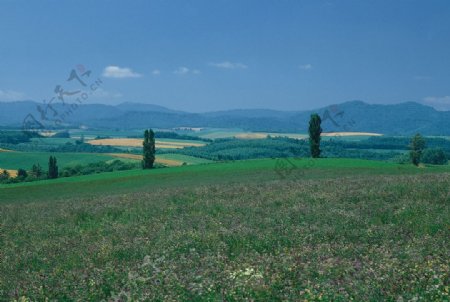 原野