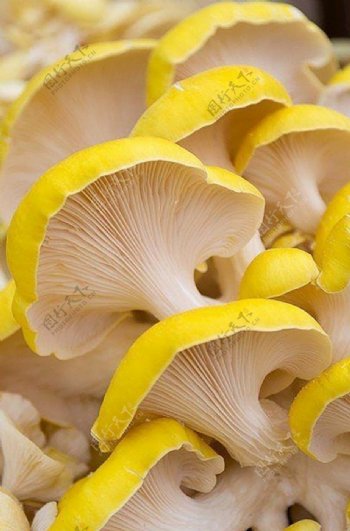 黄色小蘑菇