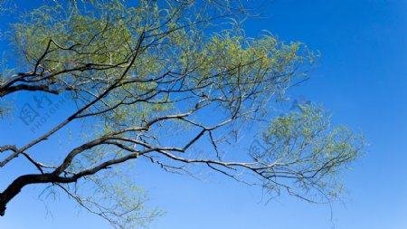 蓝天下发芽的柳树高清图
