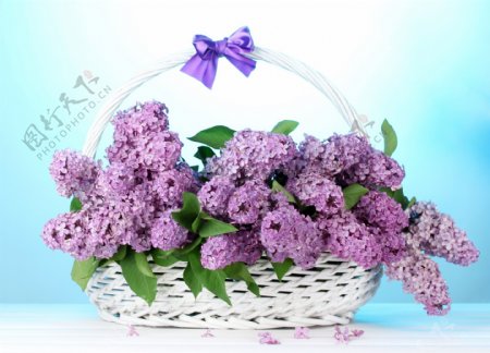 花篮里的紫丁香花朵