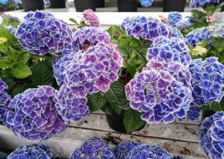 紫色球花