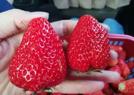 采摘好吃的大草莓
