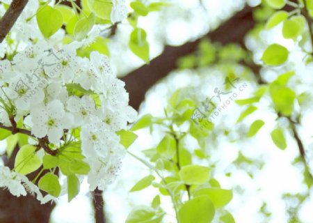 春天满树梨花唯美风景