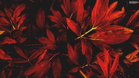 红色树叶