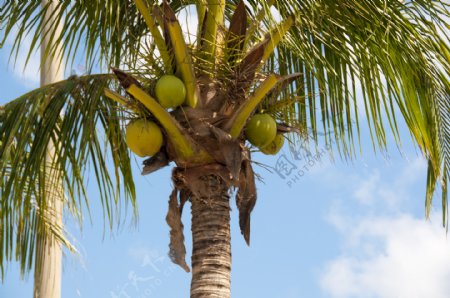 椰子树椰果仰拍夏季丰收