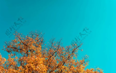 秋天里的树与天空