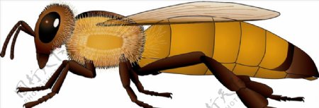 昆虫系列黄蜂黄尾