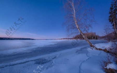 冬天大河结冰枯树风景
