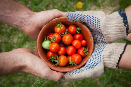 种植番茄采摘农业收获
