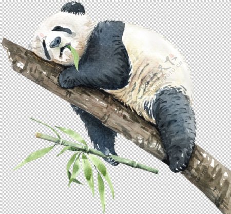 树干上睡觉的熊猫