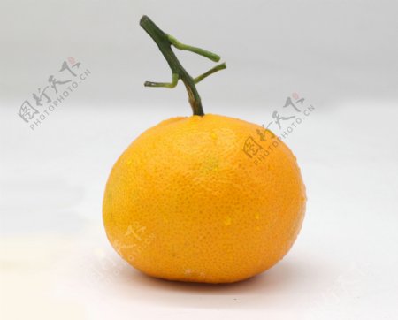 丑橘粑粑柑水果摄影图