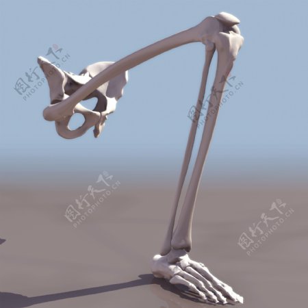 人体骨骼模型效果图