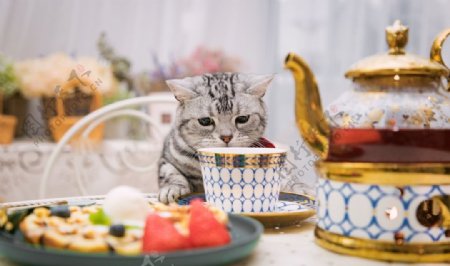 小猫宠物美食餐具背景
