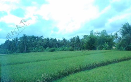 稻田椰子树