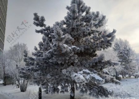 东北雪后树挂