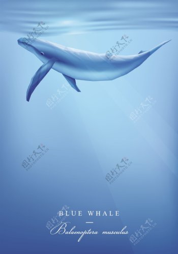 蓝色鲸鱼海底光线