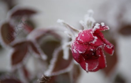 冬季冰挂植物摄影美图