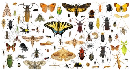 100种蝴蝶甲虫等昆虫高清图分