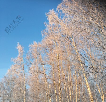 天空蓝色树漫漫黎明光