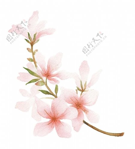 水墨传统国风花朵
