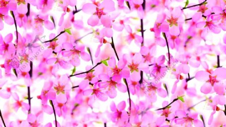 十里桃花樱花盛开