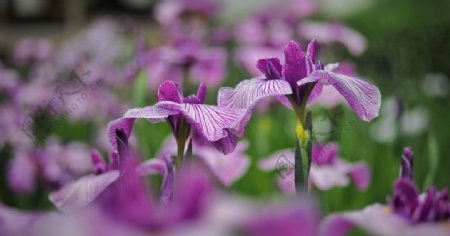 紫色花朵植物草地背景