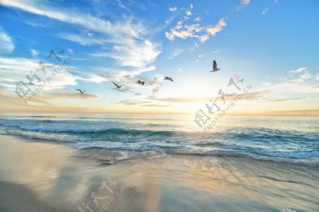 阳光沙滩沙滩海边海鸥