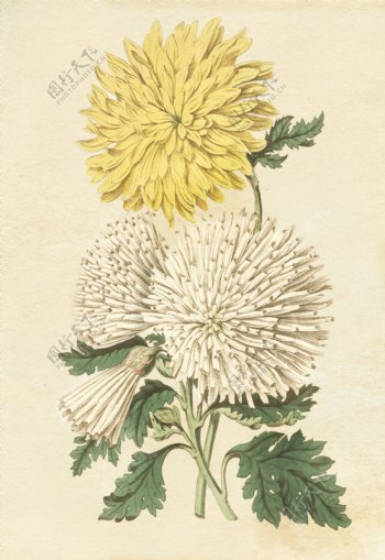 复古色调植物花朵绘画