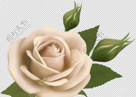 白色玫瑰花图案