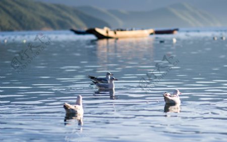海鸥小船泸沽湖风景
