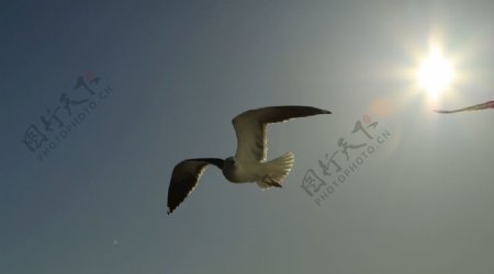 峡湾海鸥