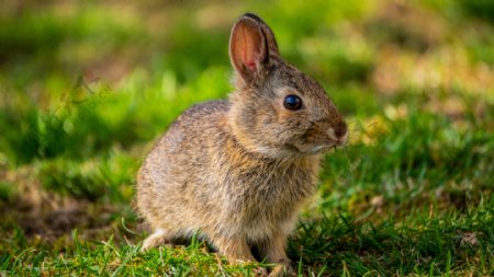 兔兔子春天动物自然农