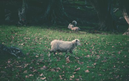 山羊绵羊