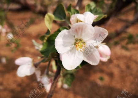 苹果花