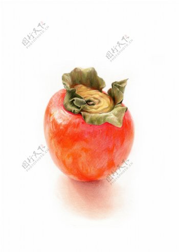 水果柿子绘画