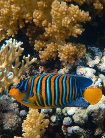 热带鱼珊瑚