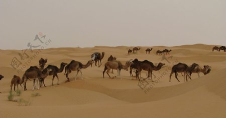 骆驼沙漠驼队