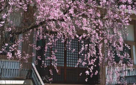 日本樱花木屋合成背景素材