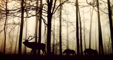 森林动物