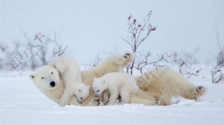 宠物动物合集北极熊