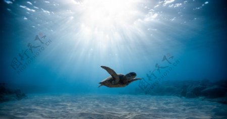 海底自由翱翔的乌龟